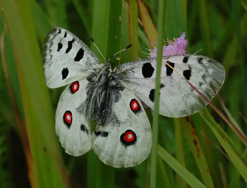 Papillon apollon (Parnassius apollo) posé sur une fleur en montagne dans les Pyrénées