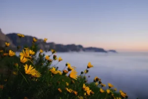 Arnica des montagnes (Arnica montana) fleur jaune dans les Pyrénées