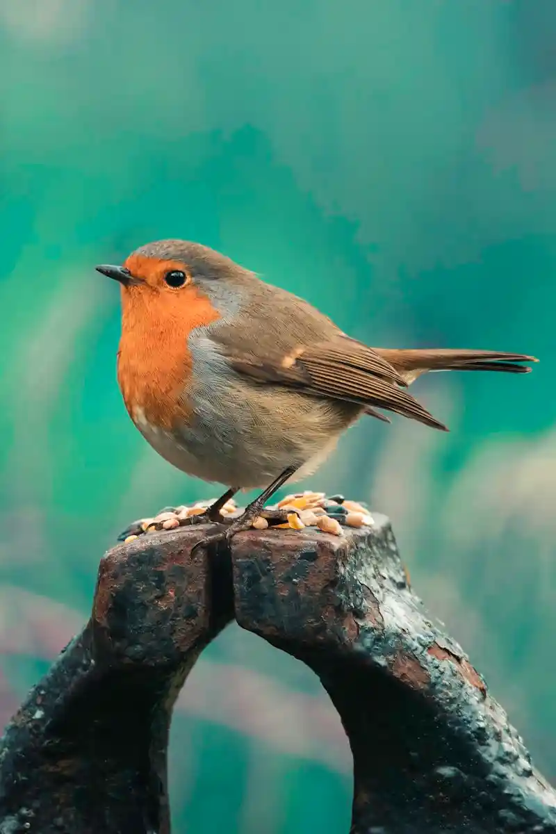 Blaireau européen (Meles meles) dans son habitat naturel en forêt pyrénéenne