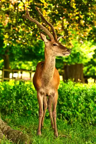 Cerf elaphe en foret pendant la saison du brame dans les Pyrenees en automne