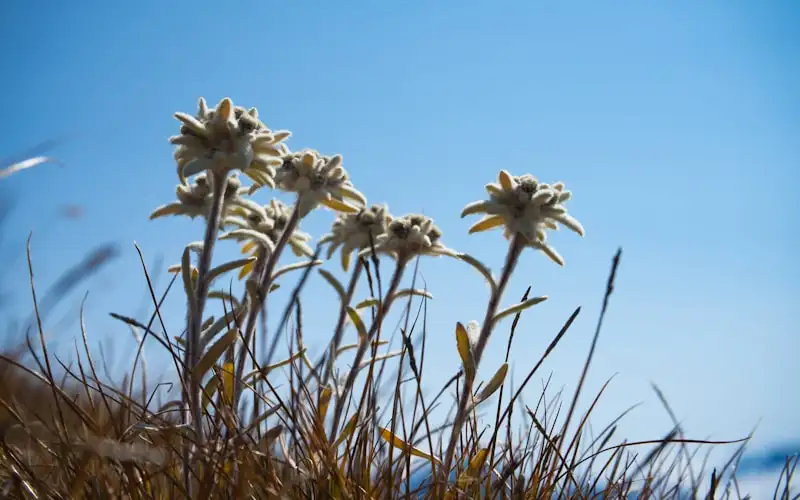 Edelweiss, fleur blanche etoilee des Pyrenees sur un rocher alpin