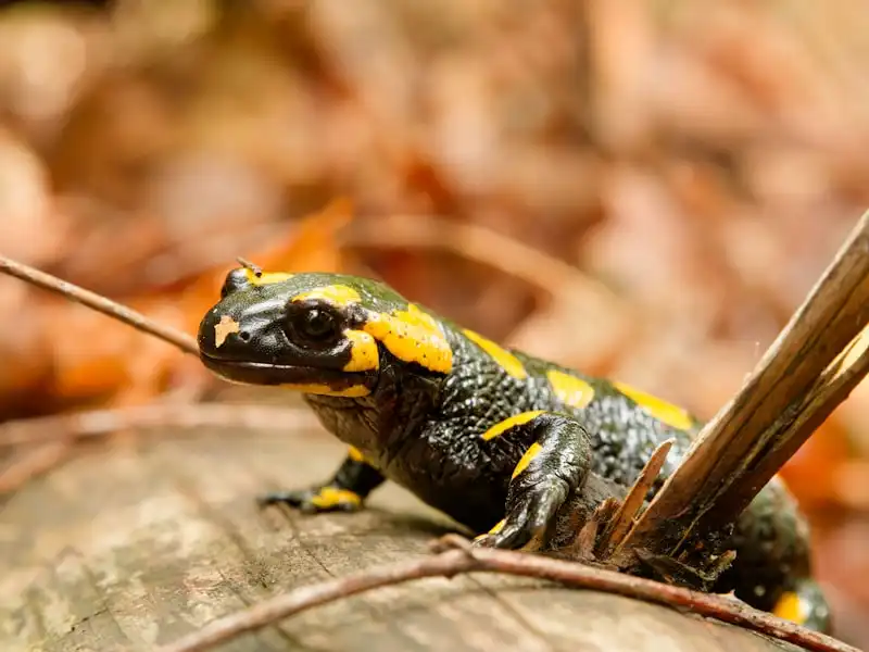 Salamandre de feu en gros plan, amphibien de montagne