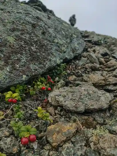 Fleur rare endémique des Pyrénées menacée par le changement climatique