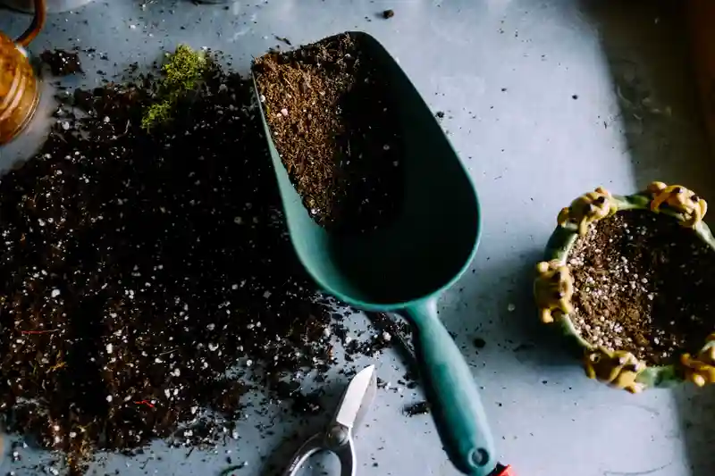 Génépi, plante aromatique alpine argentée des Pyrénées