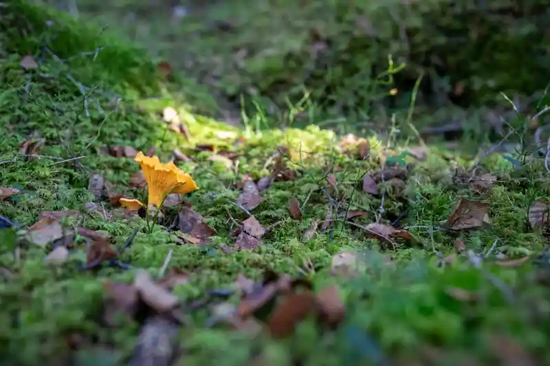 Girolles dorées sur le sol forestier des Pyrénées - champignons chanterelles sauvages
