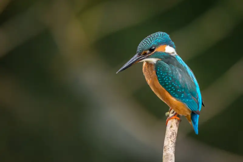 Grand tétras, oiseau sauvage dans la forêt pyrénéenne