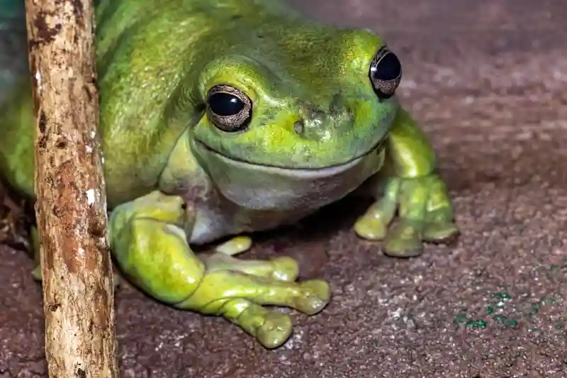 Grenouille verte en gros plan dans son habitat naturel
