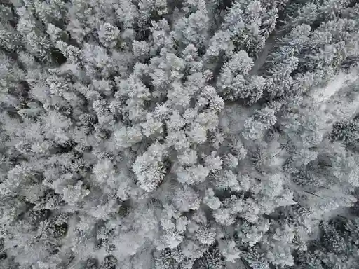 Hermine des Pyrenees au pelage blanc en hiver sur la neige en montagne