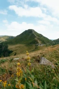 Prairie de fleurs sauvages colorées dans les montagnes des Pyrénées - guide identification par couleur et altitude