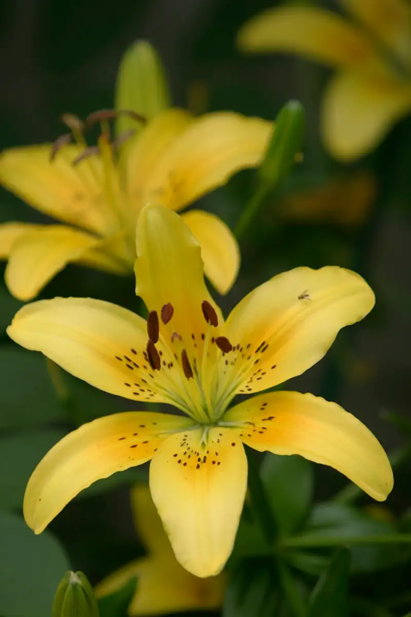 Lis des Pyrénées Lilium pyrenaicum fleur jaune tachetée en montagne