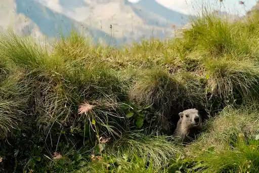 Marmotte des Pyrénées sur une pelouse alpine en montagne