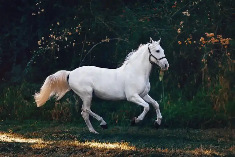 Pottoks, chevaux sauvages du Pays Basque, en liberte sur les pentes verdoyantes du Mont Baigura dans les Pyrenees