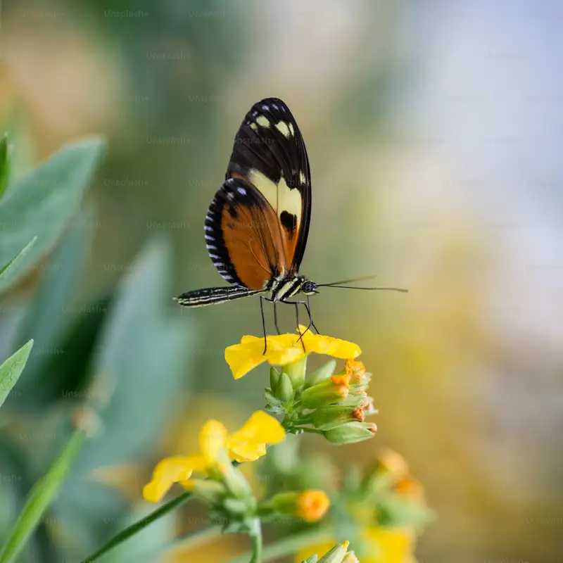 Papillon aux ailes oranges sur une fleur dans les Pyrénées