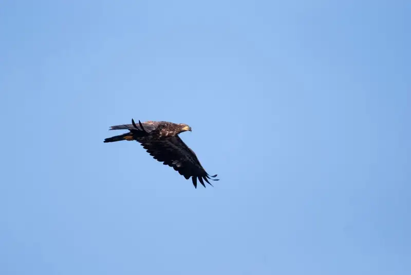Rapace en vol au-dessus des montagnes des Pyrenees