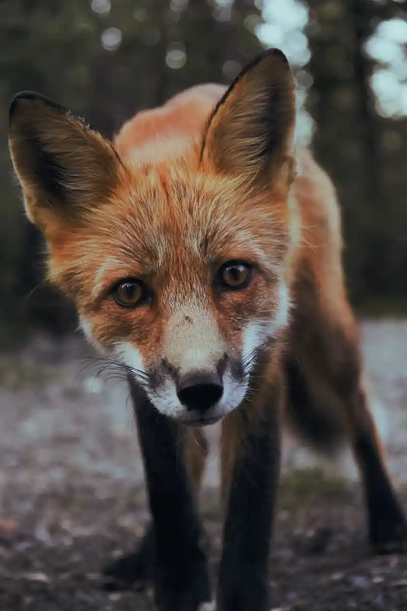 Renard roux (Vulpes vulpes) dans la neige en montagne, habitat naturel dans les Pyrenees