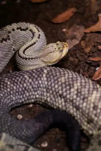 Couleuvre enroulée au sol dans les Pyrénées