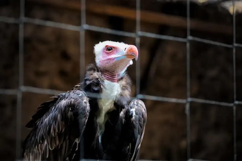 Vautour percnoptère en vol dans les Pyrénées